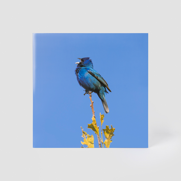 윤지영 (Yoon Jiyoung) - EP [Blue bird] (LP)